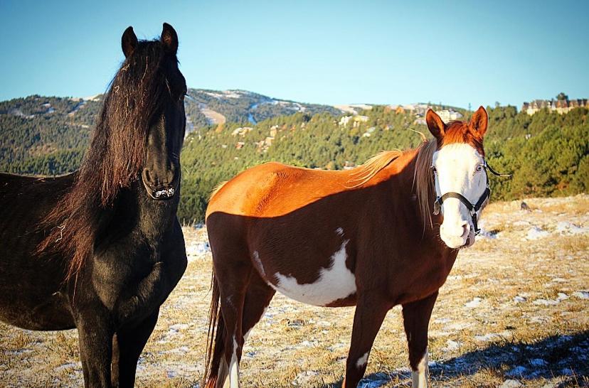 Gite Ranch Le Serpolet Les Angles  Eksteriør bilde