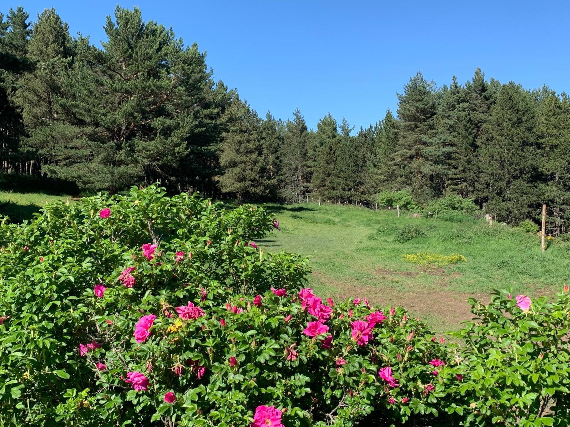 Gite Ranch Le Serpolet Les Angles  Eksteriør bilde